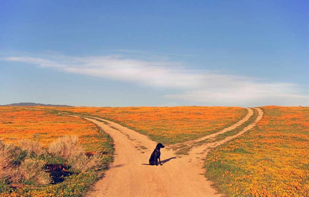 A black labrador retriever dog sitting at a fork in the road, where the path divides.